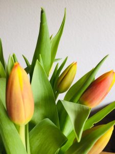 Tulpen Newsletter